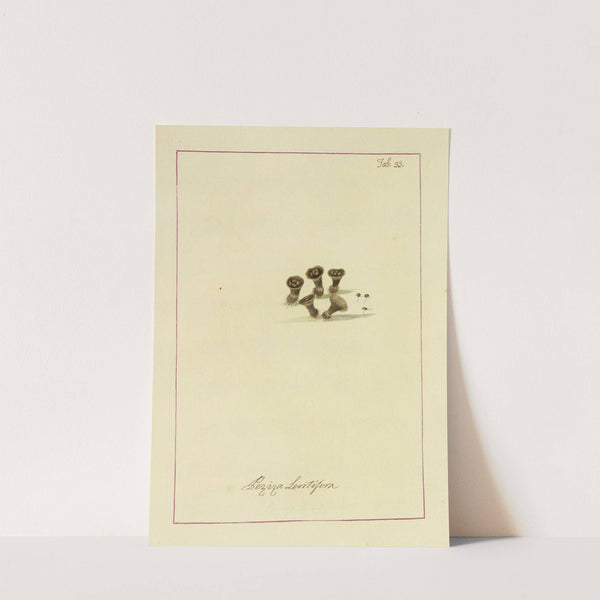 Icons fungorum circa Halifax sponte Nascentium Pl.030 by James Bolton
