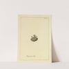 Icons fungorum circa Halifax sponte Nascentium Pl.031 by James Bolton