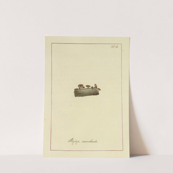 Icons fungorum circa Halifax sponte Nascentium Pl.033 by James Bolton