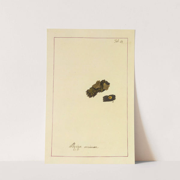 Icons fungorum circa Halifax sponte Nascentium Pl.034 by James Bolton