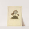 Icons fungorum circa Halifax sponte Nascentium Pl.045 by James Bolton