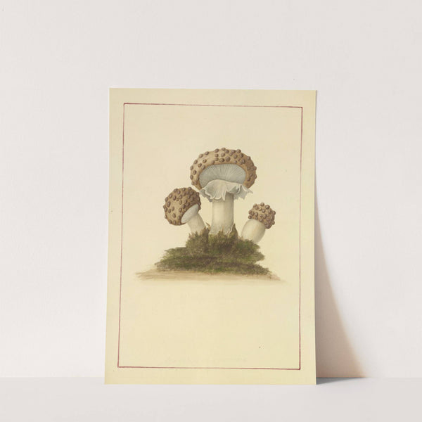 Icons fungorum circa Halifax sponte Nascentium Pl.045 by James Bolton