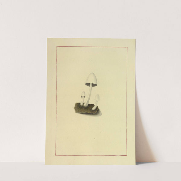 Icons fungorum circa Halifax sponte Nascentium Pl.055 by James Bolton