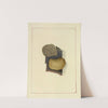 Icons fungorum circa Halifax sponte Nascentium Pl.058 by James Bolton