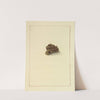 Icons fungorum circa Halifax sponte Nascentium Pl.072 by James Bolton