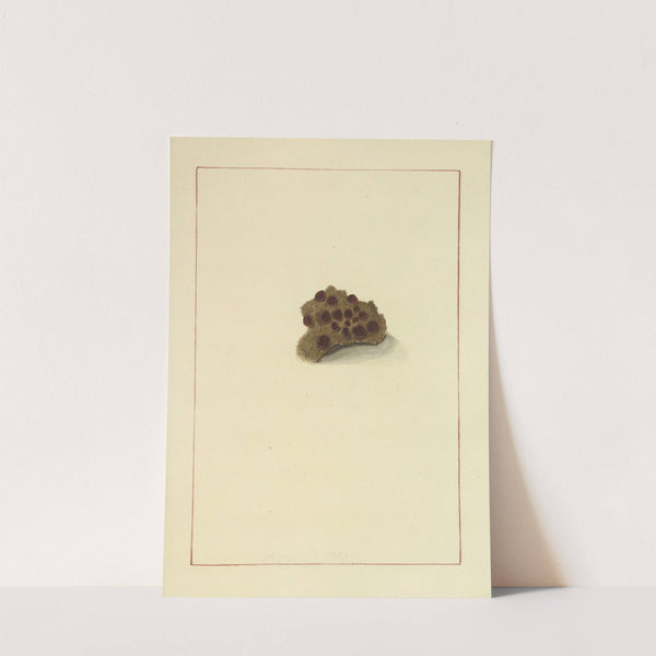 Icons fungorum circa Halifax sponte Nascentium Pl.072 by James Bolton