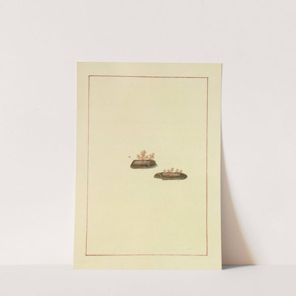 Icons fungorum circa Halifax sponte Nascentium Pl.077 by James Bolton
