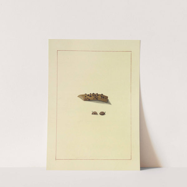 Icons fungorum circa Halifax sponte Nascentium Pl.079 by James Bolton