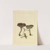 Icons fungorum circa Halifax sponte Nascentium Pl.086 by James Bolton