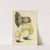 Icons fungorum circa Halifax sponte Nascentium Pl.089 by James Bolton