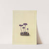 Icons fungorum circa Halifax sponte Nascentium Pl.092 by James Bolton