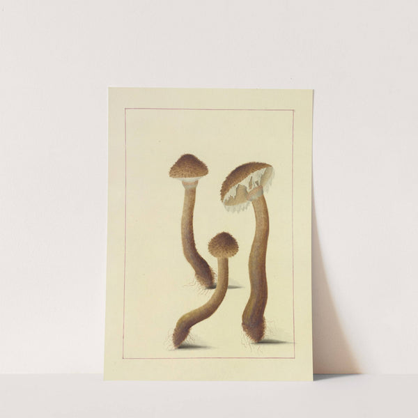 Icons fungorum circa Halifax sponte Nascentium Pl.093 by James Bolton