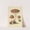 Icons fungorum circa Halifax sponte Nascentium Pl.095 by James Bolton