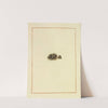 Icons fungorum circa Halifax sponte Nascentium Pl.170 (1784-1792) by James Bolton