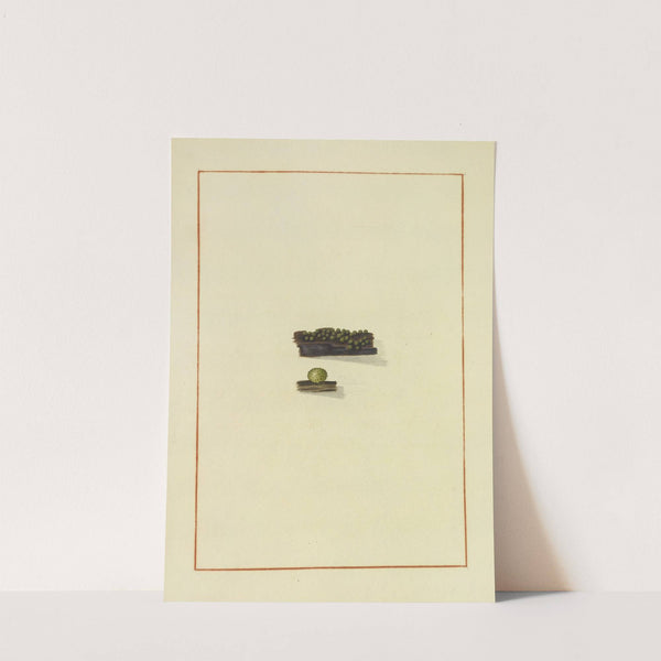Icons fungorum circa Halifax sponte Nascentium Pl.171 (1784-1792) by James Bolton
