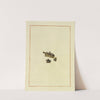 Icons fungorum circa Halifax sponte Nascentium Pl.172 (1784-1792) by James Bolton