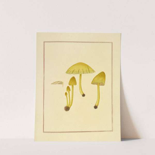 Icons fungorum circa Halifax sponte Nascentium Pl.176 (1784-1792) by James Bolton