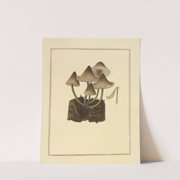 Icons fungorum circa Halifax sponte Nascentium Pl.177 (1784-1792) by James Bolton