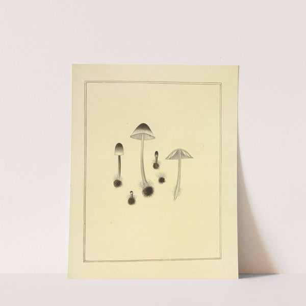 Icons fungorum circa Halifax sponte Nascentium Pl.178 (1784-1792) by James Bolton
