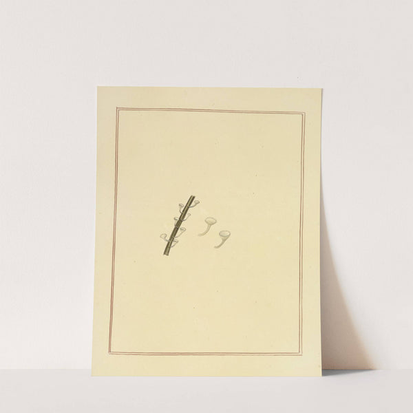 Icons fungorum circa Halifax sponte Nascentium Pl.182 (1784-1792) by James Bolton