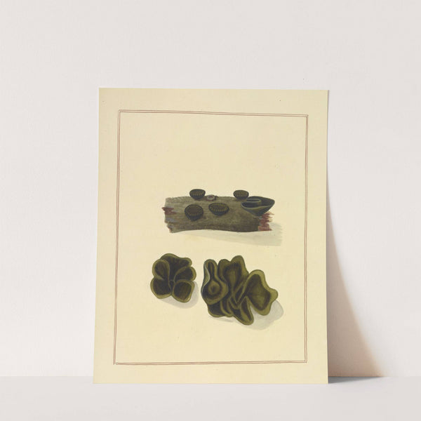 Icons fungorum circa Halifax sponte Nascentium Pl.183 (1784-1792) by James Bolton