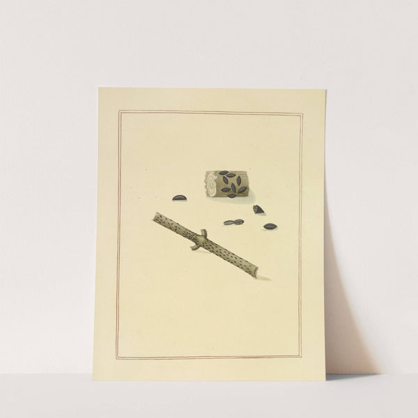Icons fungorum circa Halifax sponte Nascentium Pl.186 (1784-1792) by James Bolton