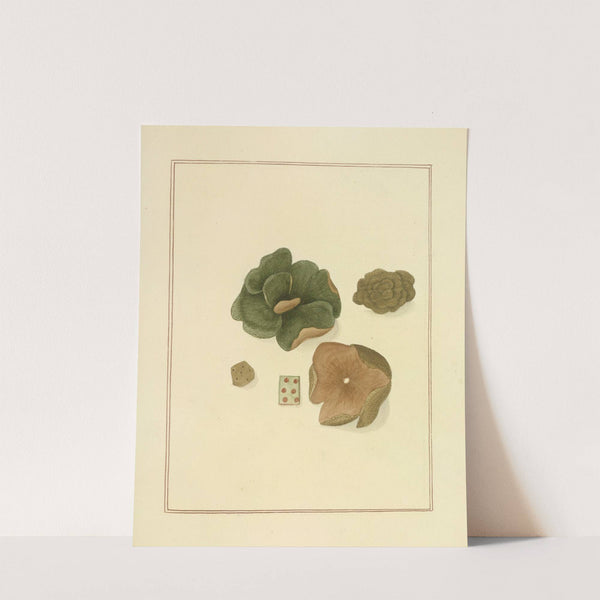 Icons fungorum circa Halifax sponte Nascentium Pl.190 by James Bolton