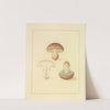 Icons fungorum circa Halifax sponte Nascentium Pl.191 by James Bolton