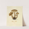 Icons fungorum circa Halifax sponte Nascentium Pl.193 by James Bolton
