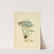 Icons fungorum circa Halifax sponte Nascentium Pl.195 by James Bolton