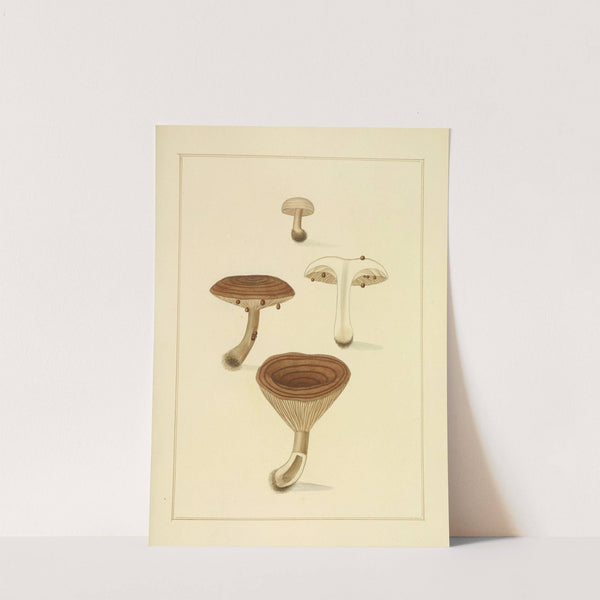 Icons fungorum circa Halifax sponte Nascentium Pl.196 by James Bolton