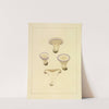 Icons fungorum circa Halifax sponte Nascentium Pl.198 by James Bolton