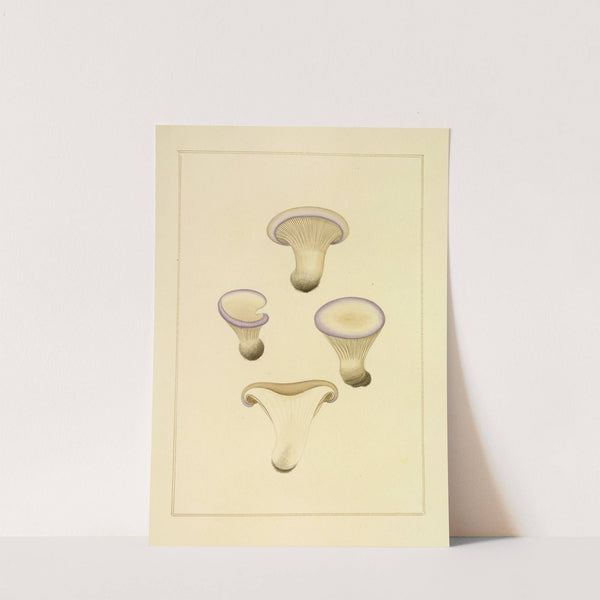 Icons fungorum circa Halifax sponte Nascentium Pl.198 by James Bolton