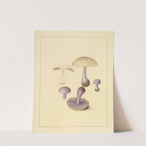 Icons fungorum circa Halifax sponte Nascentium Pl.199 by James Bolton