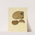 Icons fungorum circa Halifax sponte Nascentium Pl.210 by James Bolton