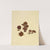 Icons fungorum circa Halifax sponte Nascentium Pl.222 by James Bolton