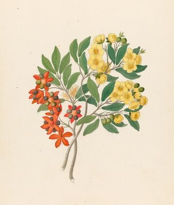 Icosandria monog. [Ochna arborea]