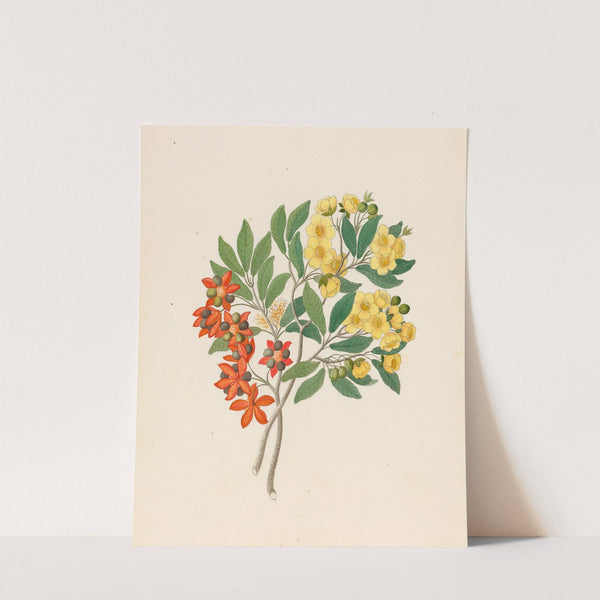 Icosandria monog. [Ochna arborea] by Clemenz Heinrich Wehdemann