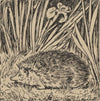 Igel (ca 1905)