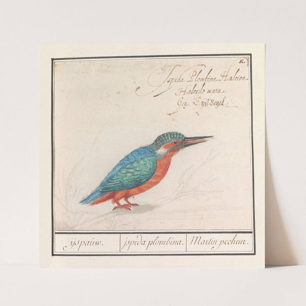 IJsvogel (Alcedo atthis) (1596-1610) by Anselmus Boëtius de Boodt