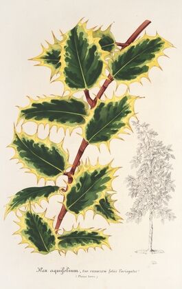 Ilex aquifolium