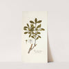 Ilex ligustrina by Nikolaus Joseph Freiherr von Jacquin