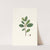 Ilex Paraguensis (miniatute branch with white flowers) by Aylmer Bourke Lambert