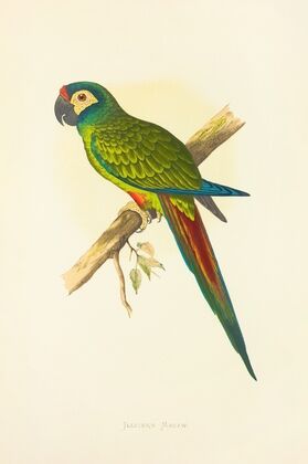 Illiger’s Macaw (1884-1887)
