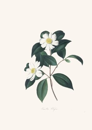 Illustrations and descriptions of the plants which compose the natural order Camellieae Pl.03 — size preview