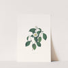 Illustrations and descriptions of the plants which compose the natural order Camellieae Pl.05 by Alfred Chandler