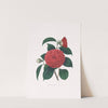 Illustrations and descriptions of the plants which compose the natural order Camellieae Pl.12 by Alfred Chandler