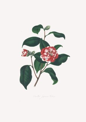 Illustrations and descriptions of the plants which compose the natural order Camellieae Pl.13 — size preview