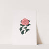 Illustrations and descriptions of the plants which compose the natural order Camellieae Pl.14 by Alfred Chandler