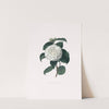 Illustrations and descriptions of the plants which compose the natural order Camellieae Pl.15 by Alfred Chandler